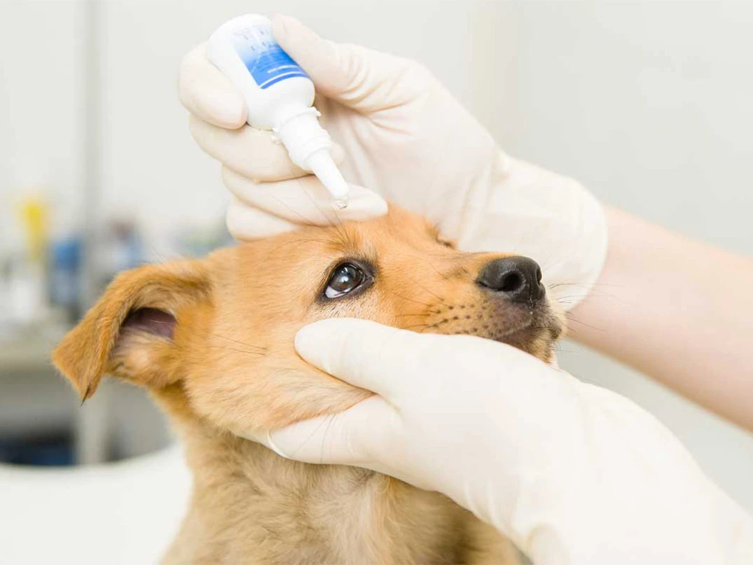 Köpeklerde Göz Akıntısı Nedir? Neden Olur? Nasıl Tedavi Edilir?