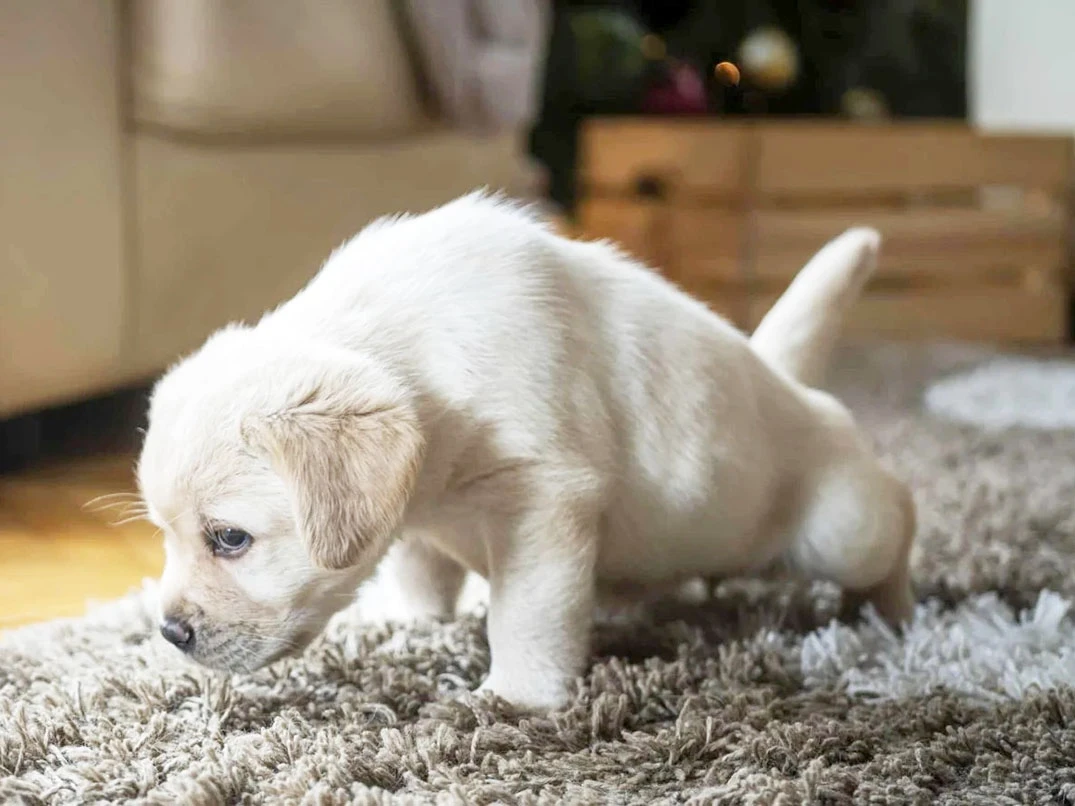 Köpeklerde İdrar Yolu Enfeksiyonu Nedir? Nasıl Anlaşılır?