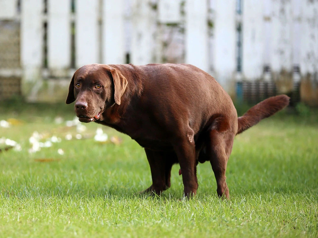 Köpeklerde Kabızlık Nedir? Nasıl Anlaşılır?