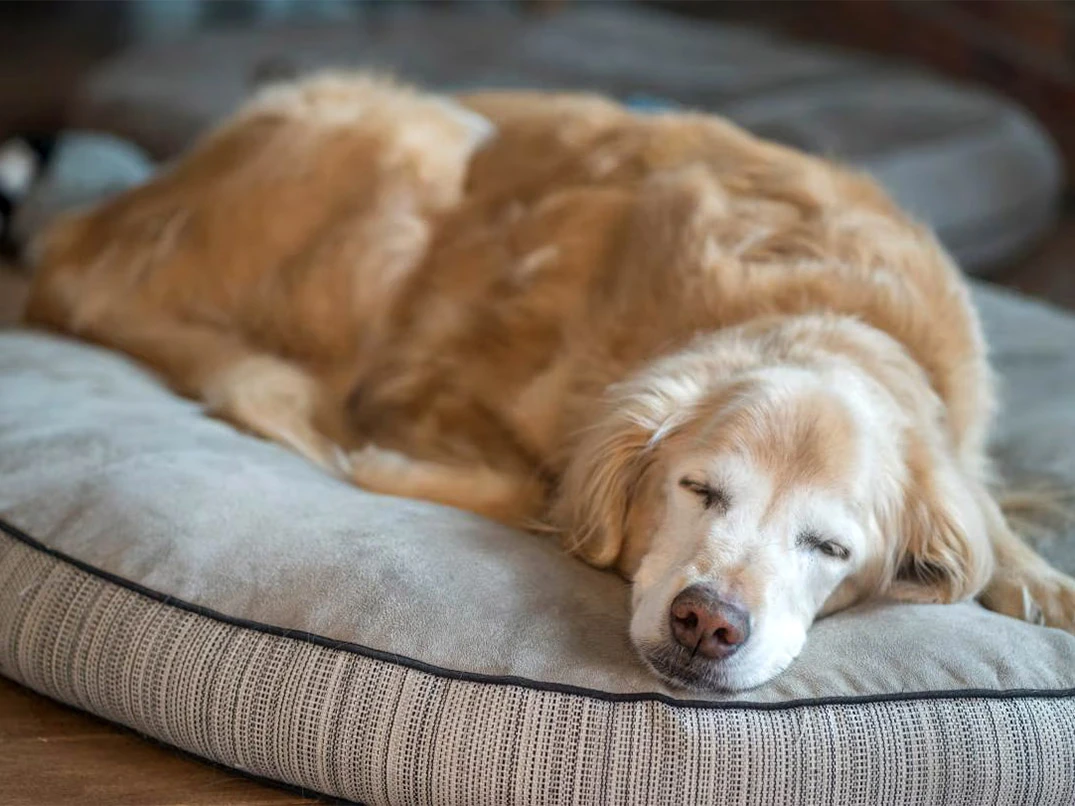 Köpeklerde Kalp Büyümesi Belirtileri ve Sebepleri