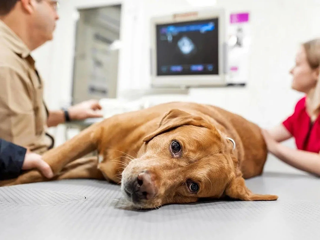 Köpeklerde Kalp Kurdu Hastalığı Nedir? Nasıl Anlaşılır?
