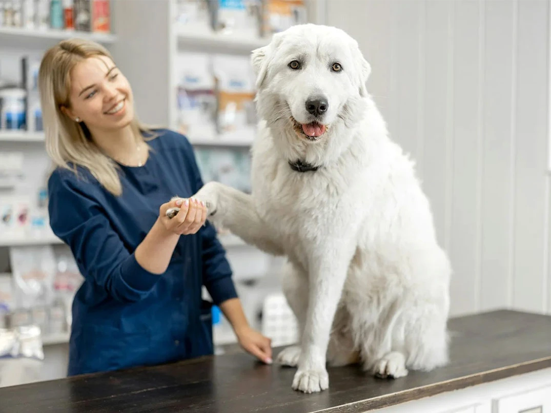 Köpeklerde Kalsiyum Eksikliği (Hipokalsemi) Neden Olur?