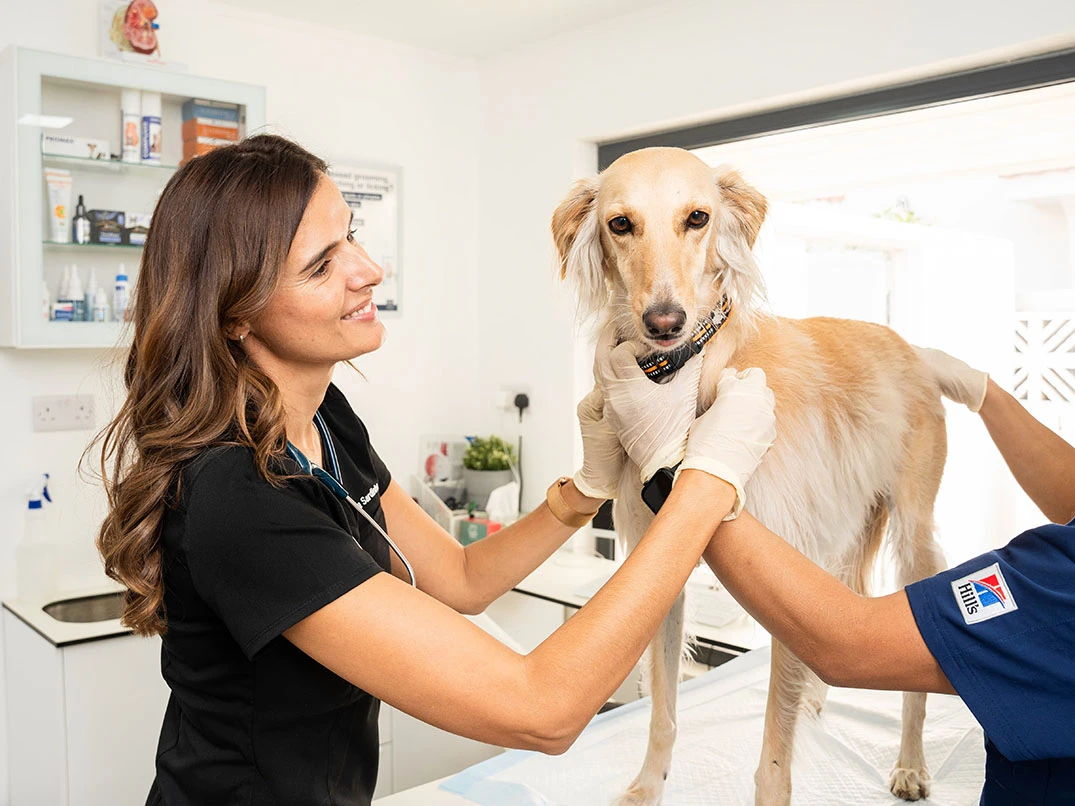 Köpeklerde Kansızlık Nedir? Köpeklerde Kansızlık Nasıl Anlaşılır?