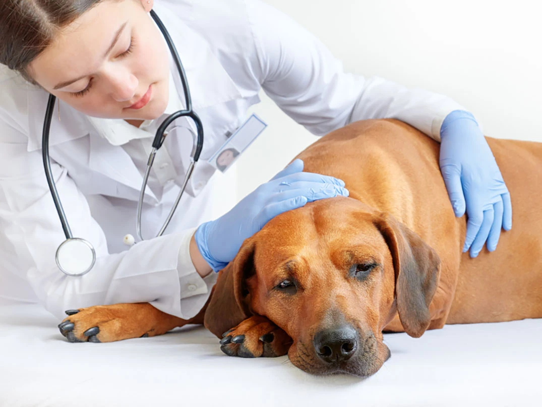 Köpeklerde Karaciğer Yetmezliği Nedir? Nasıl Anlaşılır?