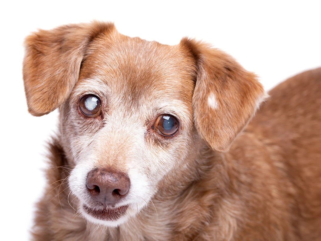 Köpeklerde Katarakt Nedir? Nasıl Anlaşılır?