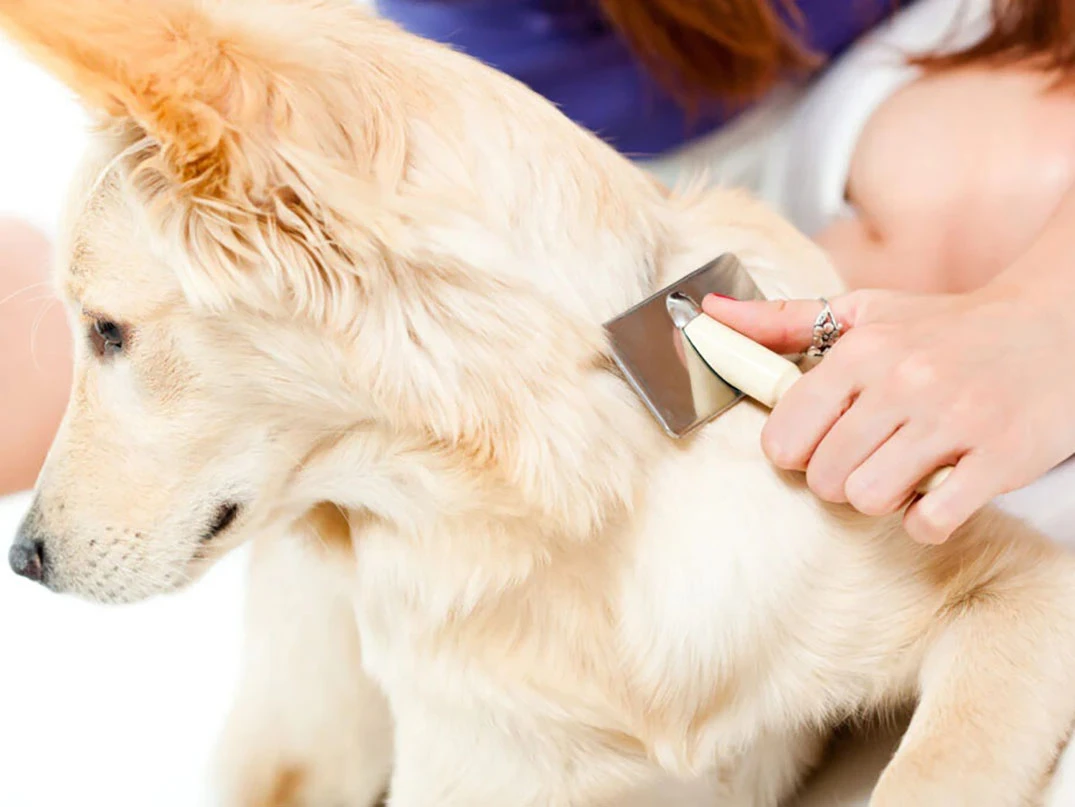 Köpeklerde Kepek Nedir? Belirtileri ve Tedavi Yöntemleri