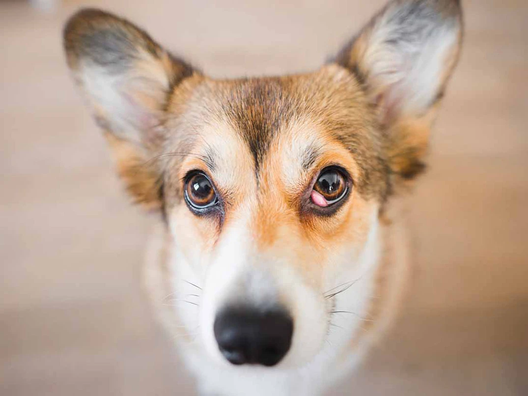 Köpeklerde Kiraz Göz Nedir? Belirtileri Ve Nedenleri