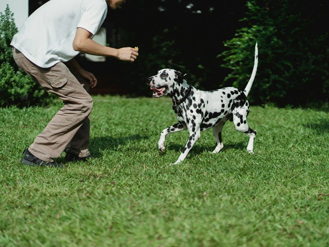 Köpekler Neden Kuyruk Sallar? Duyguların Sessiz Dili