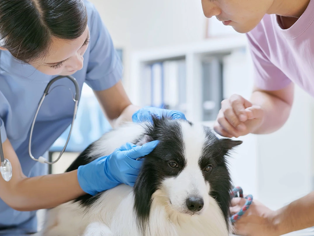 Köpeklerde Leishmaniasis Nedir? Nasıl Anlaşılır?