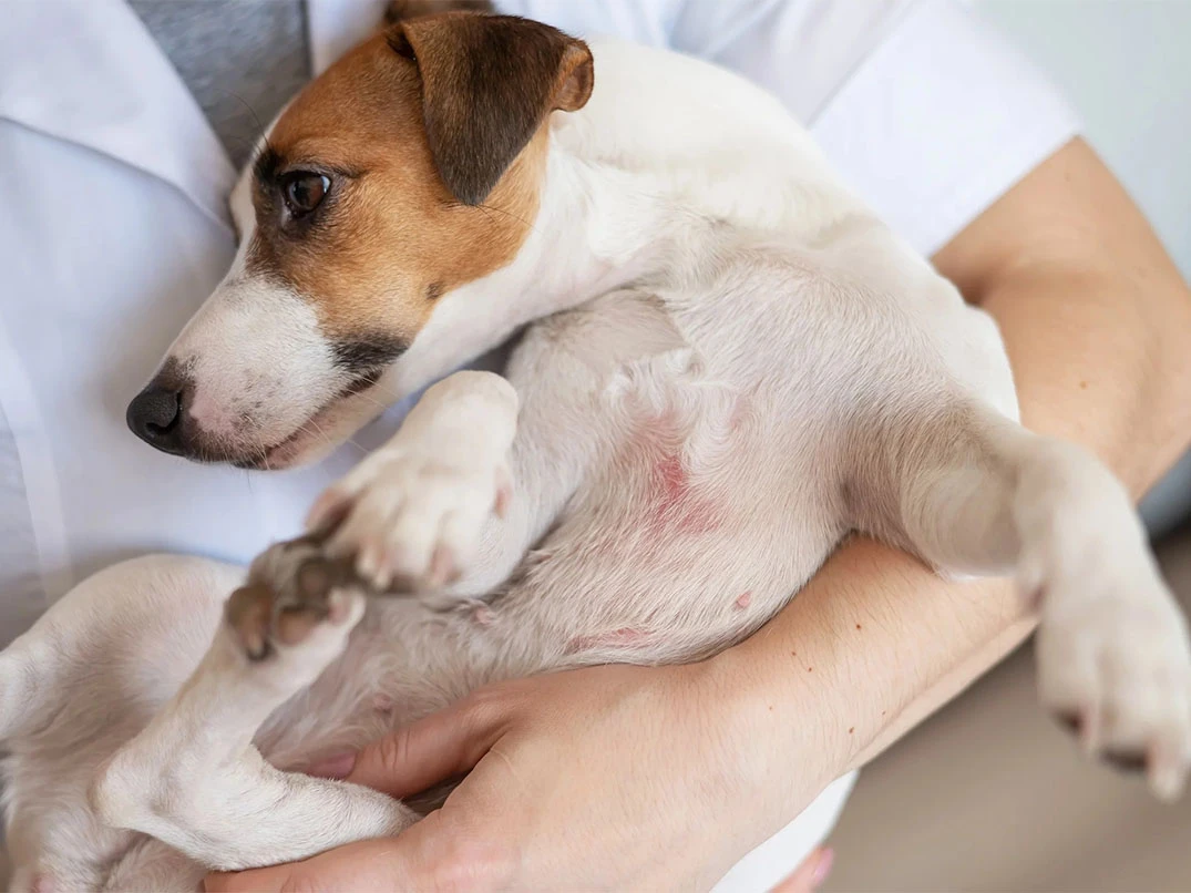 Köpeklerde Lupus Hastalığı Nedenleri ve Belirtileri