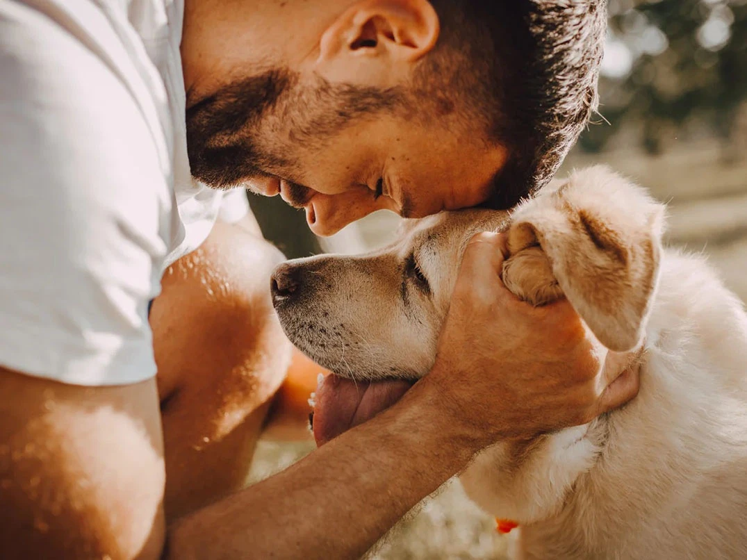 Köpeklerde Menenjit Nedir? Köpeklerde Menenjit Nasıl Anlaşılır?