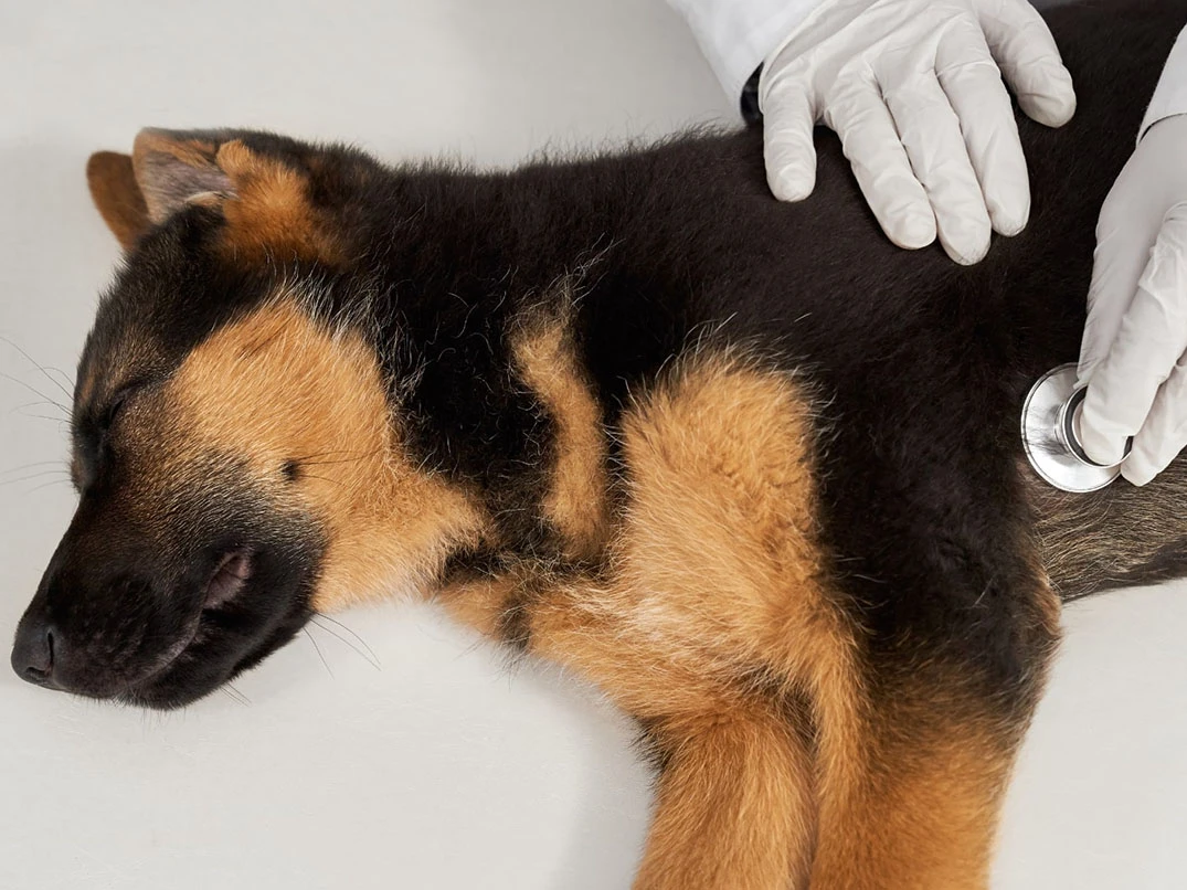 Köpeklerde Mide Dönmesi Nedir? Belirtileri Ve Nedenleri