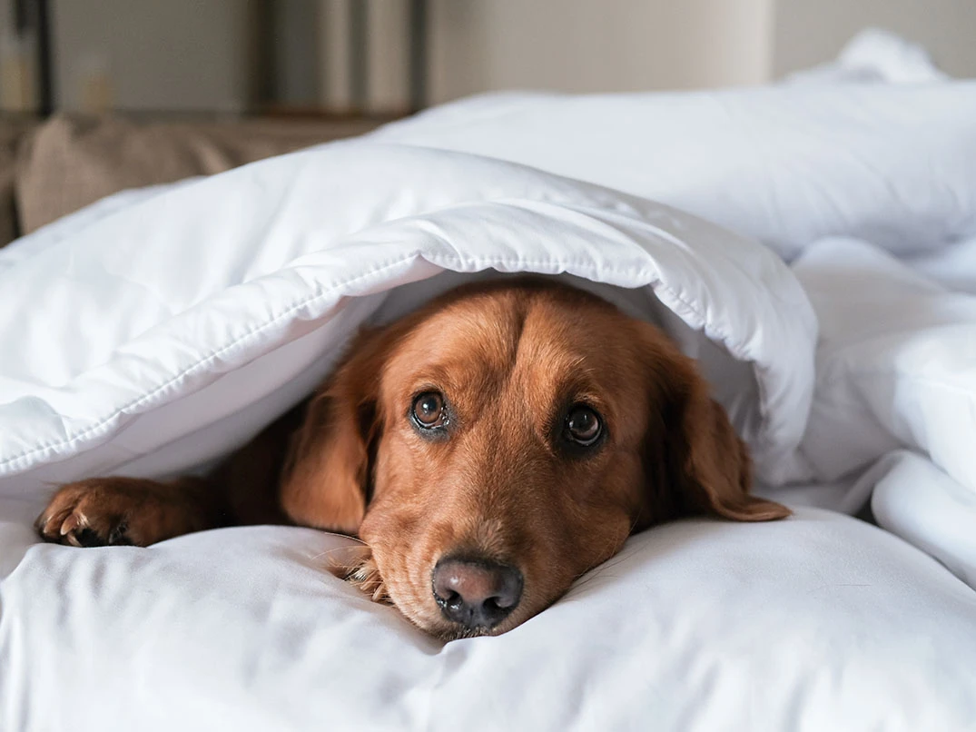Köpeklerde Mide Üşütmesi Nedir? Nasıl Anlaşılır?