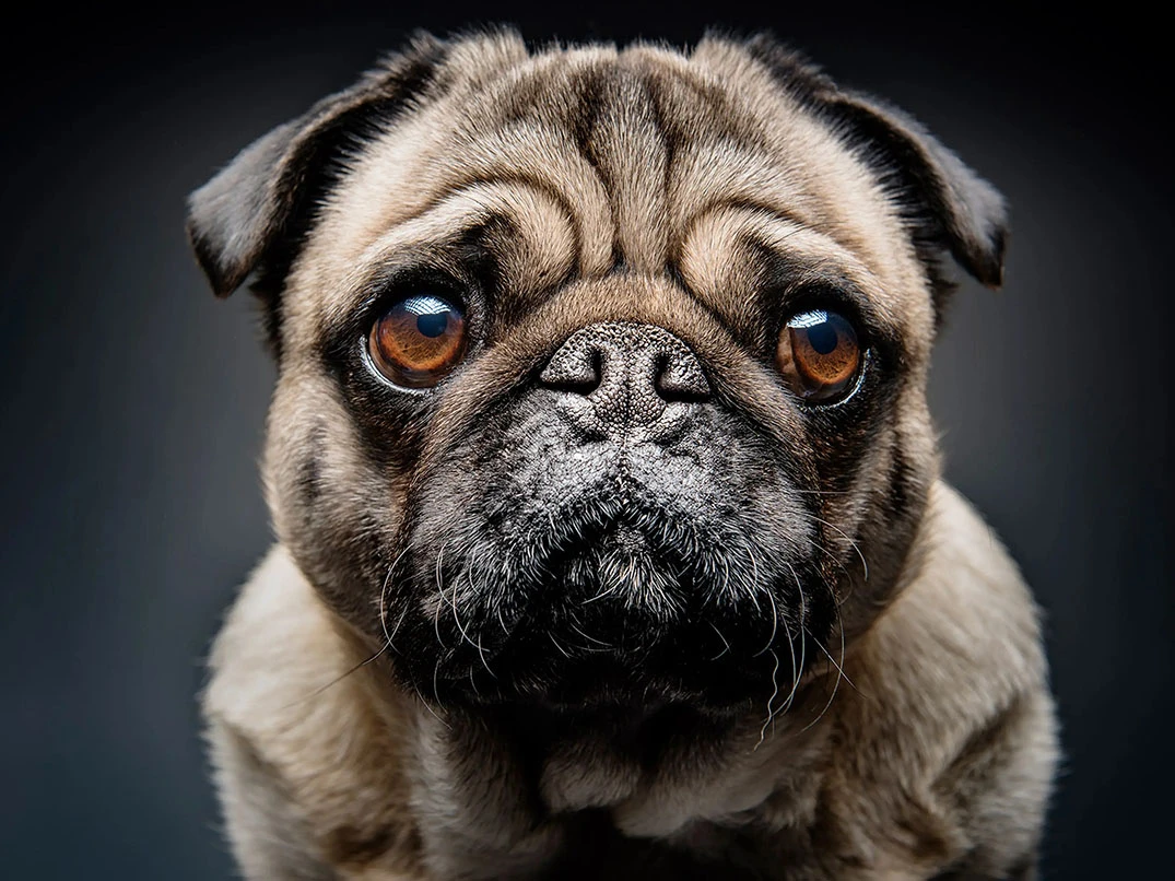 Köpeklerde Nefes Darlığı Nedir? Belirtileri ve Müdahale Yöntemleri