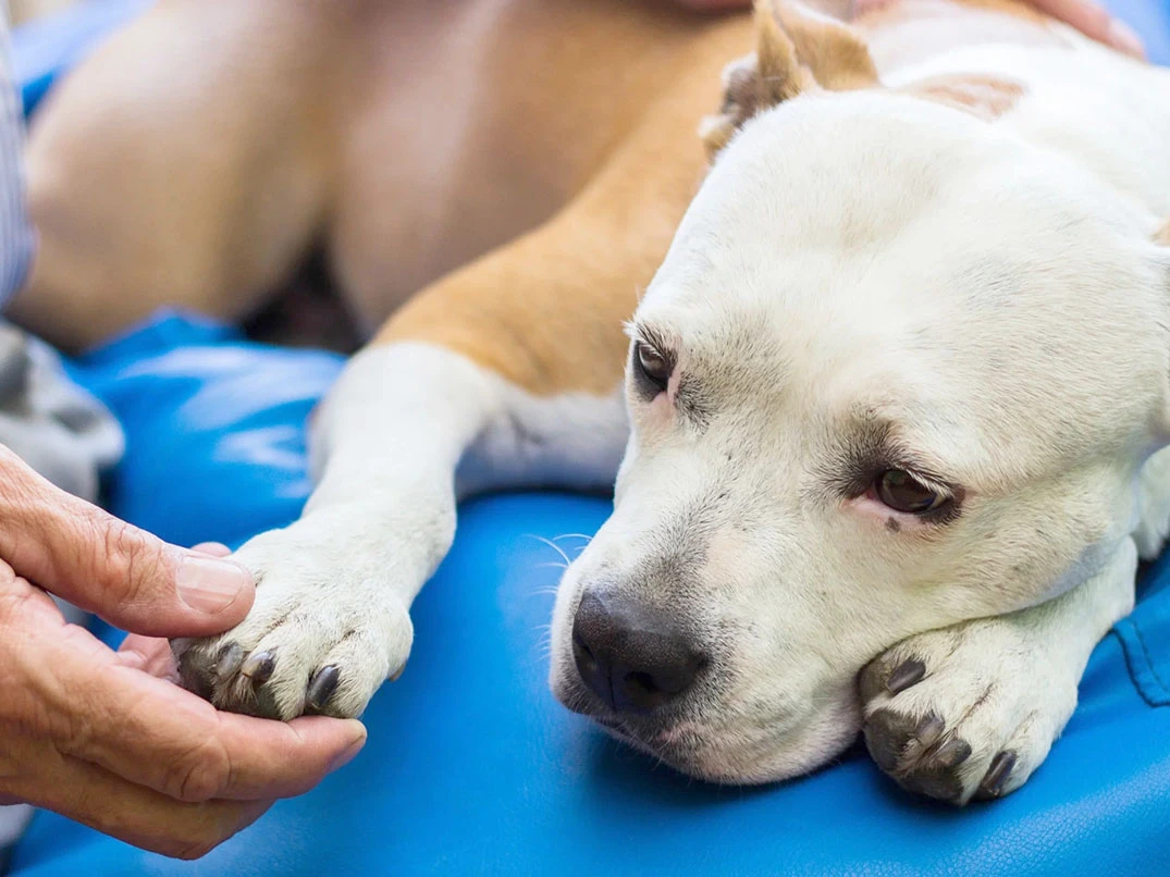 Köpeklerde Pankreatit Nedir? Belirtileri ve Tedavi Yöntemleri