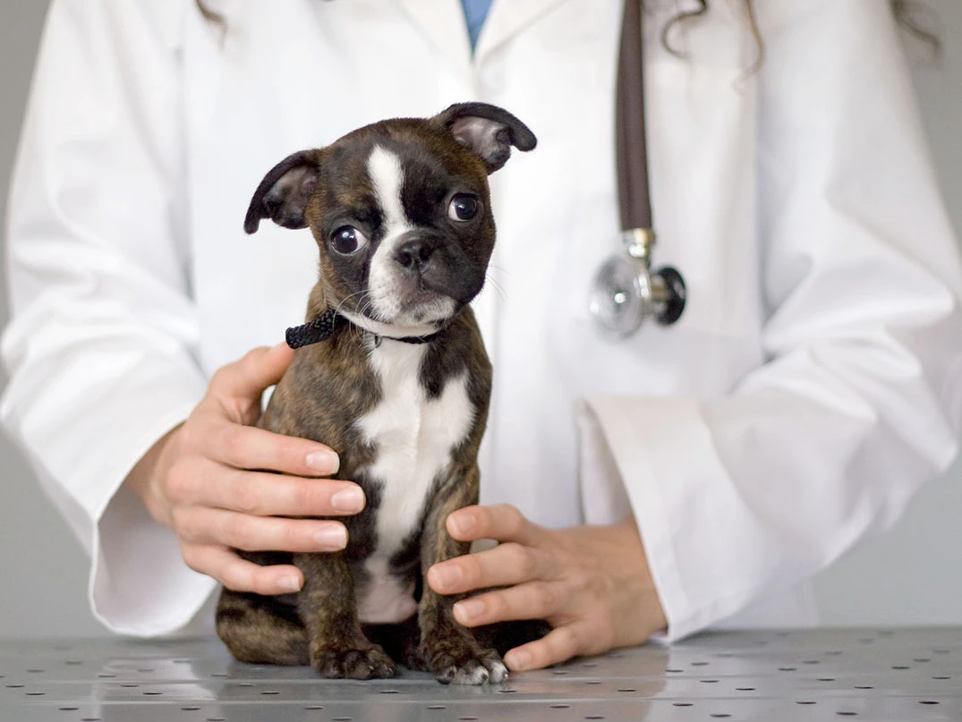 Köpeklerde Parvovirüs Nedir? Nasıl Anlaşılır?