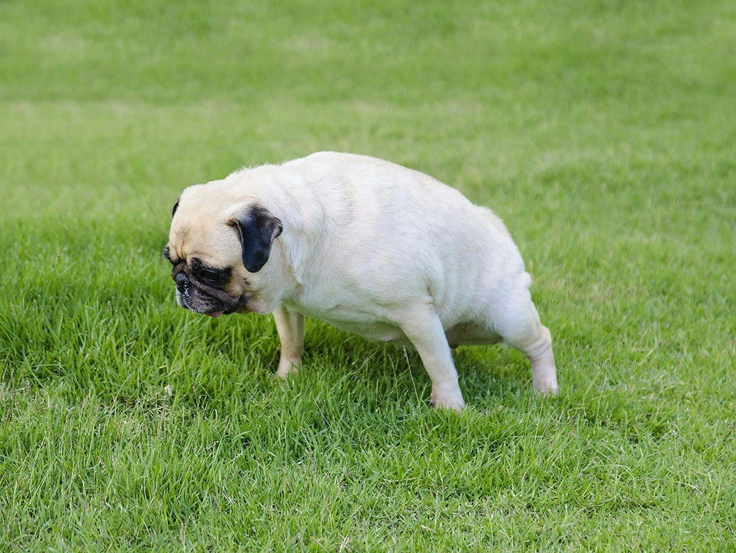 Köpeklerde Prostat Sorunları Nelerdir? Belirtileri Ve Tedavisi