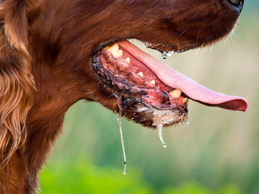 Köpeklerde Salya Neden Akar?