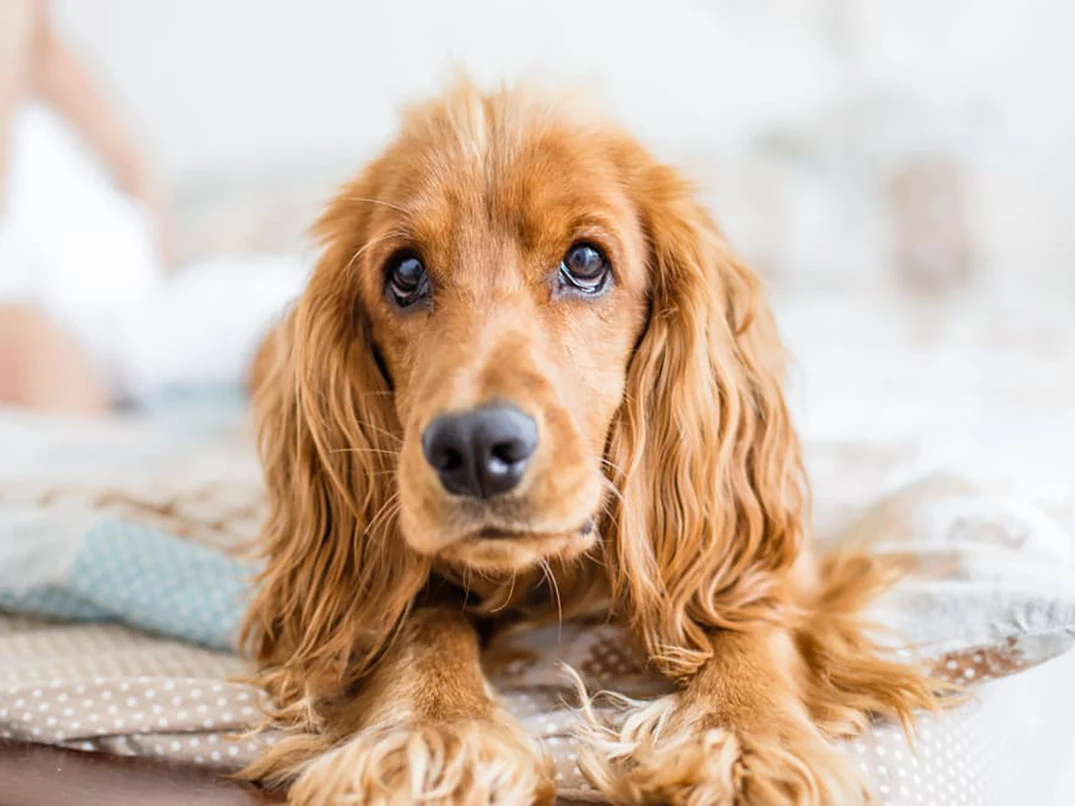 Köpeklerde Sarılık Nedir?