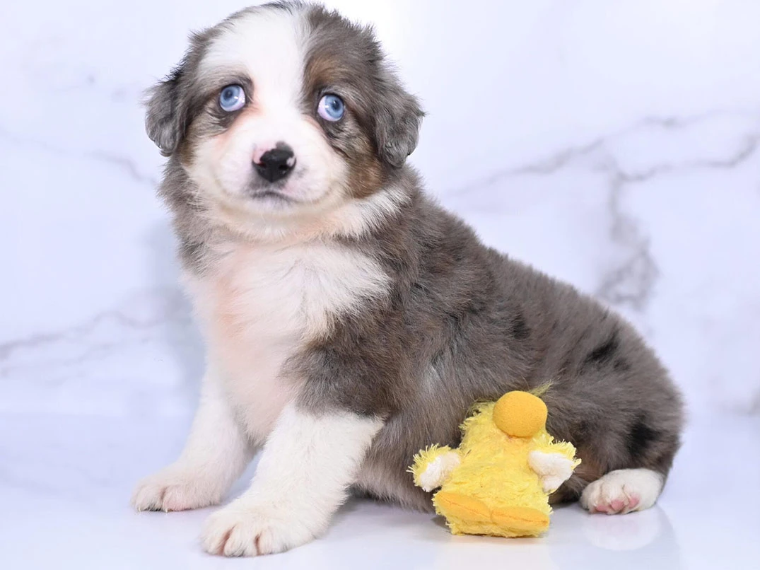 Köpeklerde Şaşılık Nedir? Belirtileri ve Tedavi Yöntemleri