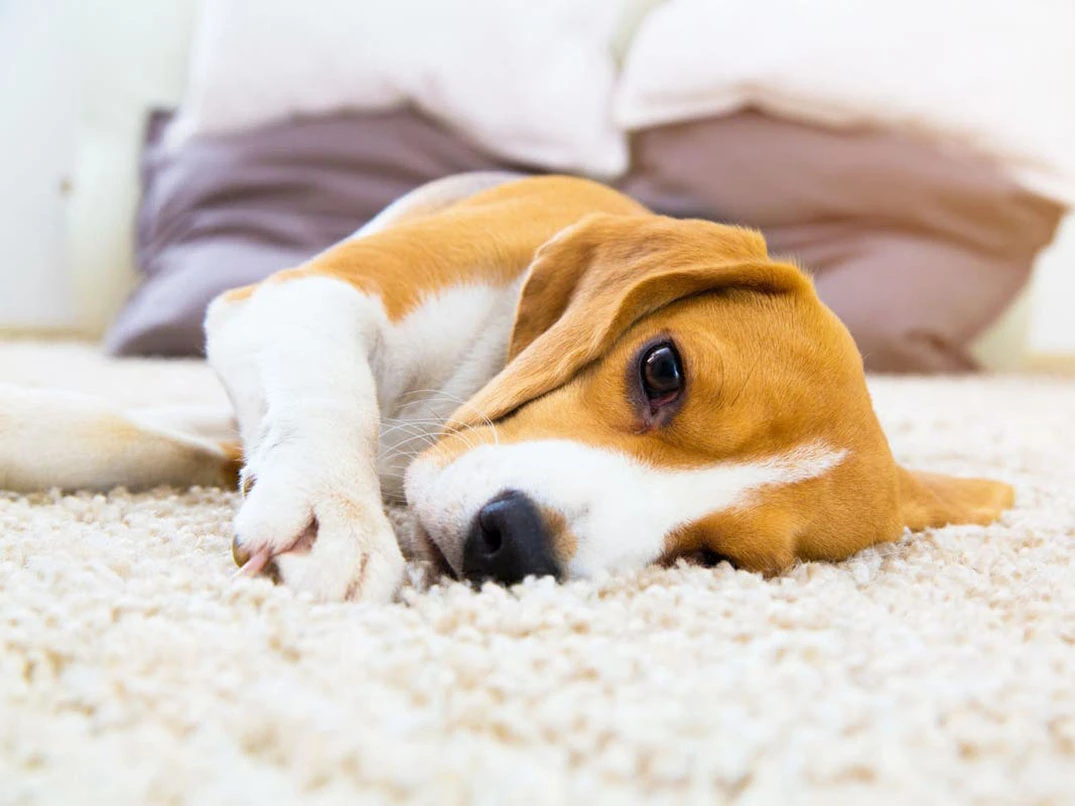 Köpeklerde Yağ Bezesi Nedir? Neden Çıkar?