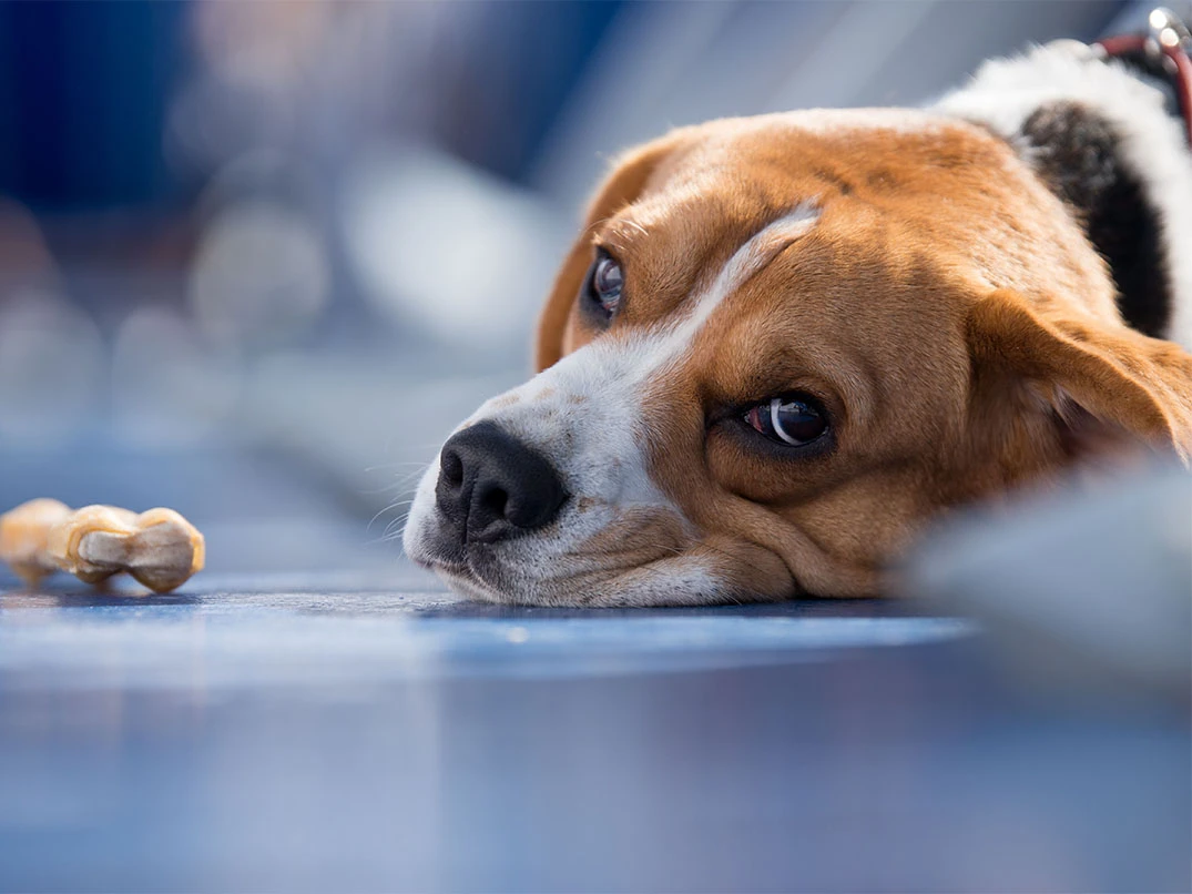 Köpeklerde Zehirlenme Nedir? Belirtileri Ve Nedenleri