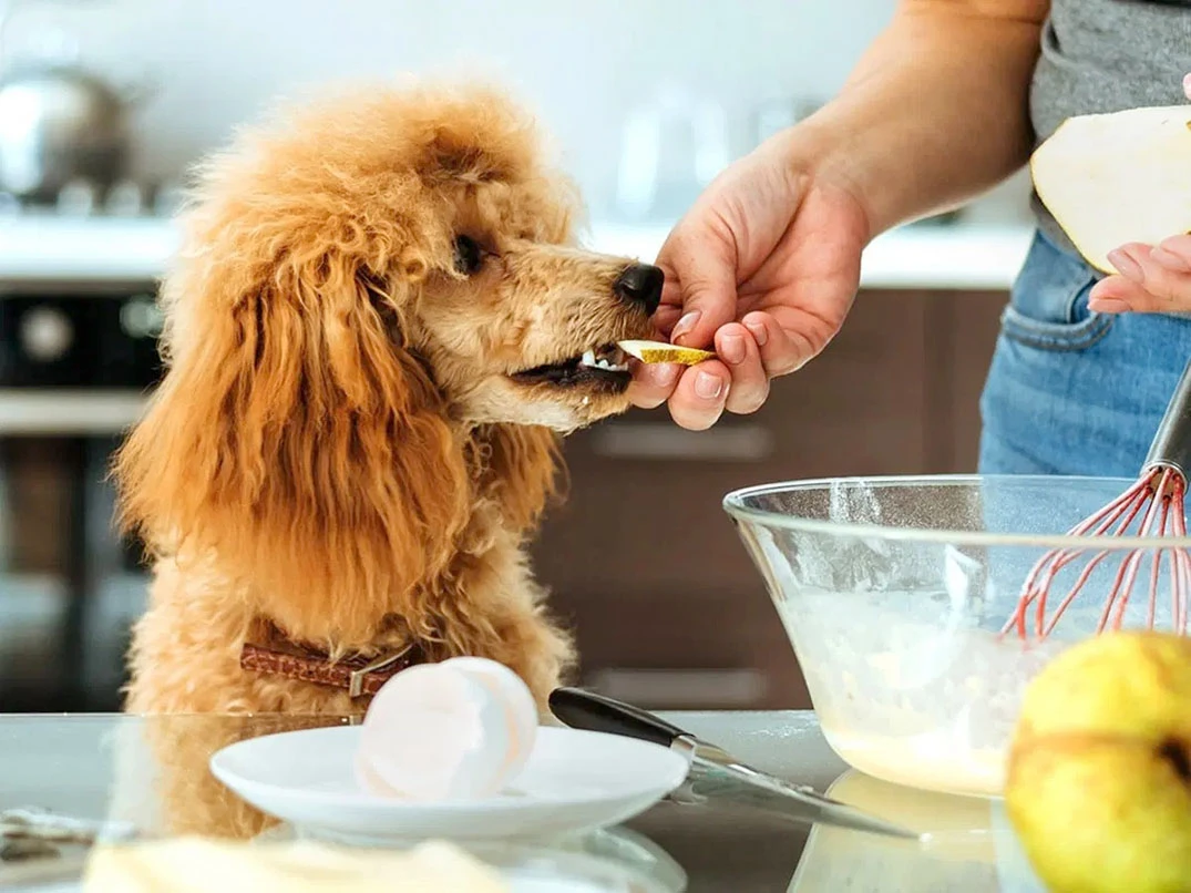 Köpekler Armut Tüketebilir Mi? Armut Köpeklere Zararlı Mı?