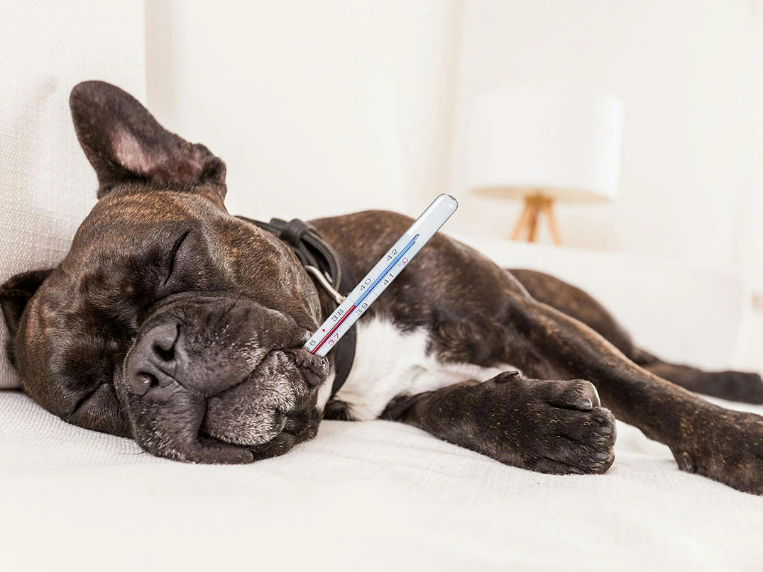 Köpeklerin Ateşi Nasıl Düşürülür?