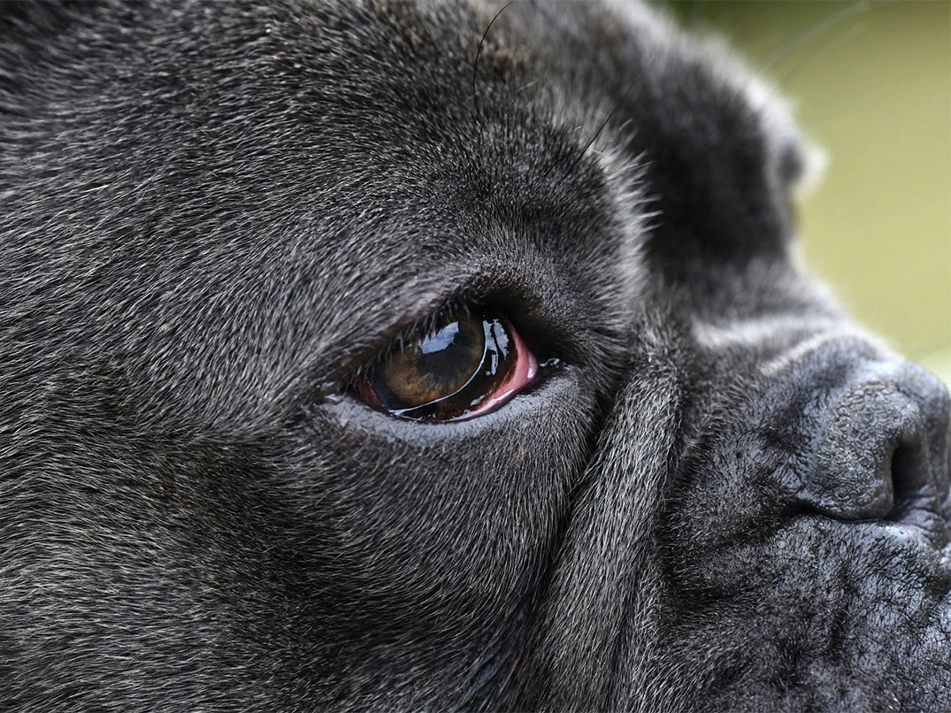 Köpeklerin Gözleri Neden Kızarır?