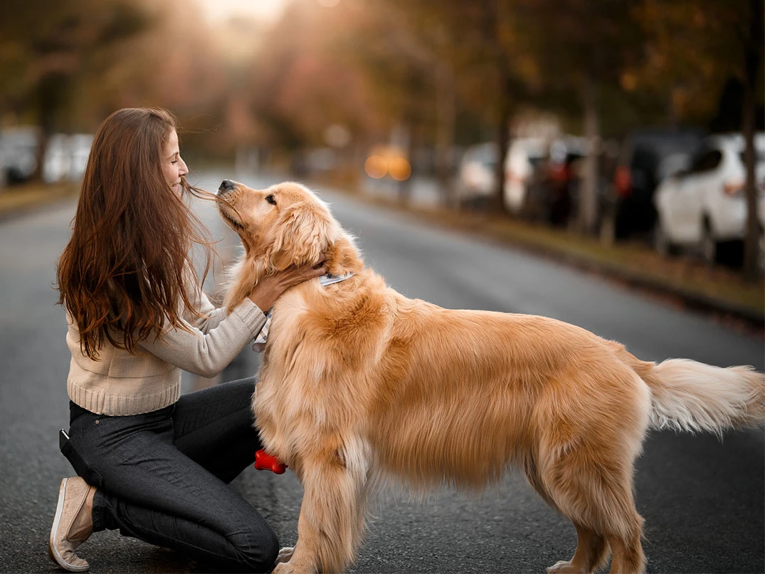 Köpeklerin Hamile Olduğunu Nasıl Anlarız?