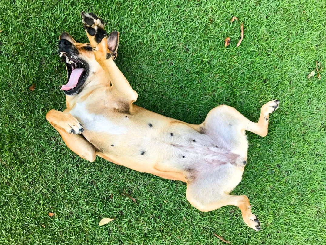 Köpeklerin Kaç Memesi Vardır?