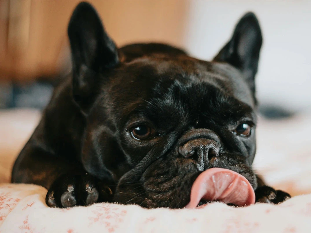 Köpeklerin Mide Bulantısına Ne İyi Gelir?