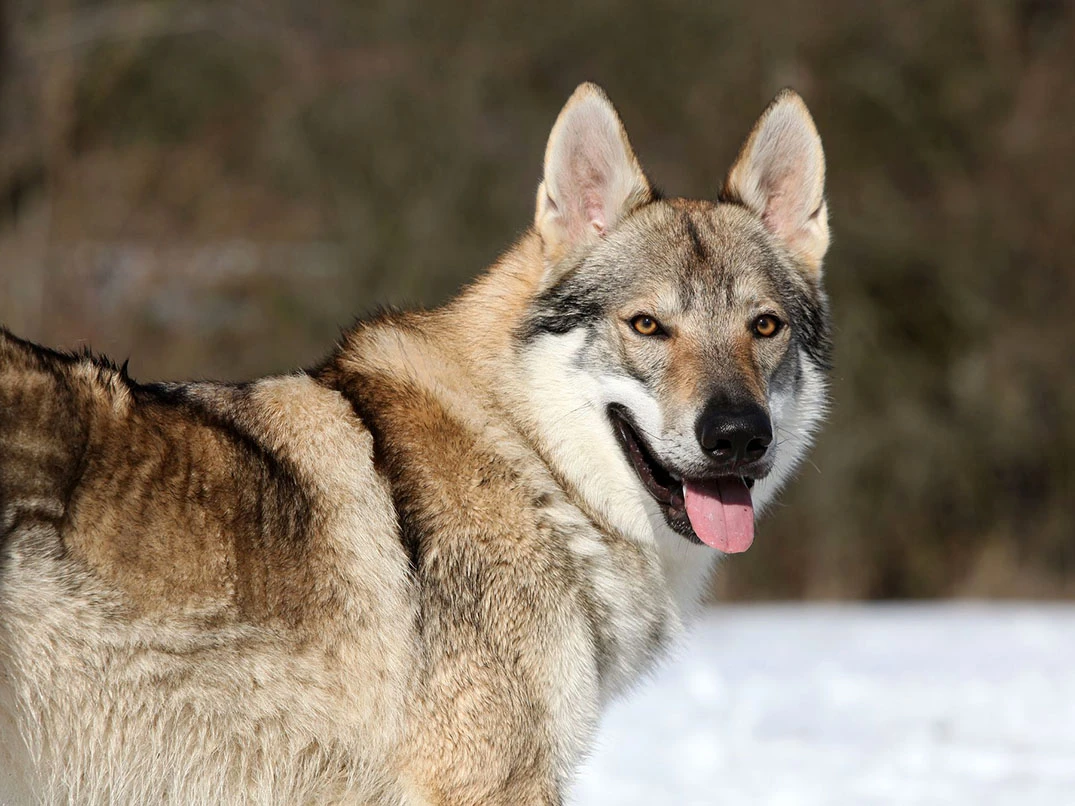 Kurt Köpeği Cinsleri Nelerdir?