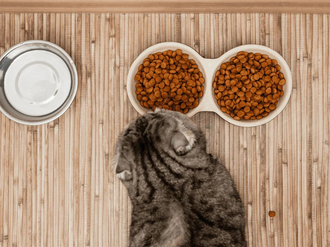Kuru Kedi Maması Bozulur mu?