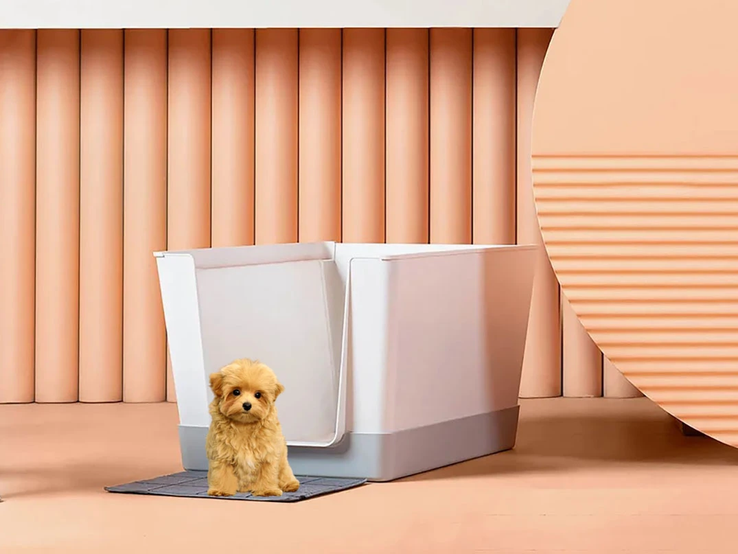 Maltipoo Tuvalet Eğitimi Tuvalet Eğitimi Nasıl Verilir?
