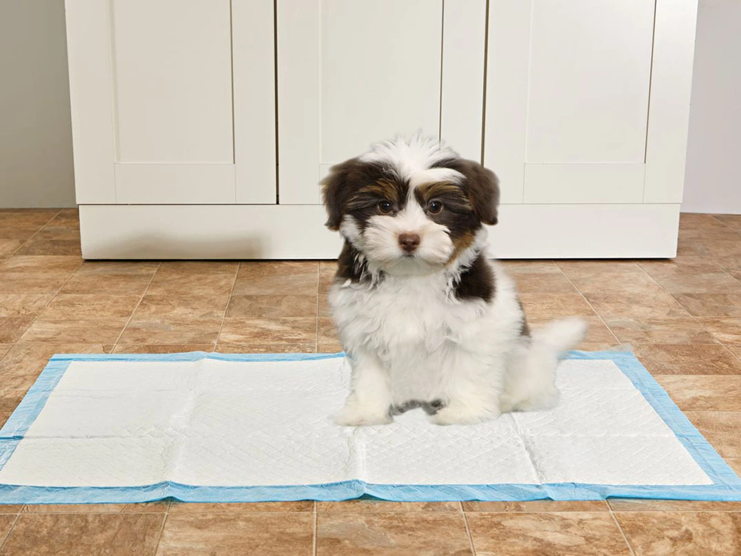 Morkie Tuvalet Eğitimi Nasıl Verilir?