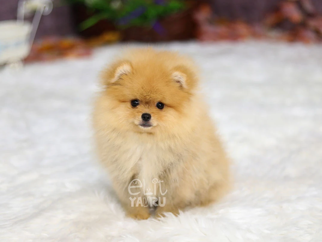 Pomeranian Boo Köpek Irkı Hakkında Bilmeniz Gerekenler