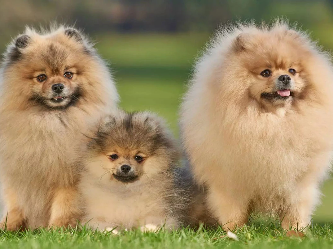 Pomeranian Doğumu Nasıl Olur? Süreç ve Dikkat Edilmesi Gerekenler