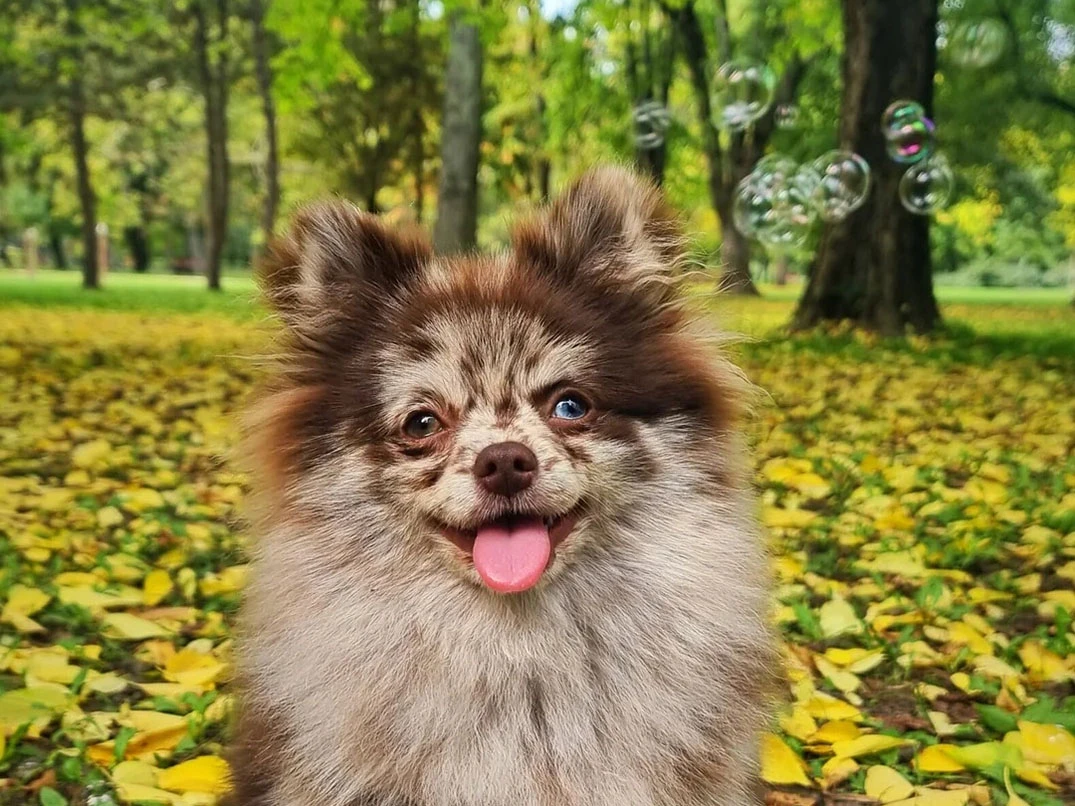 Pomeranian Irkında Yaygın Sağlık Problemleri