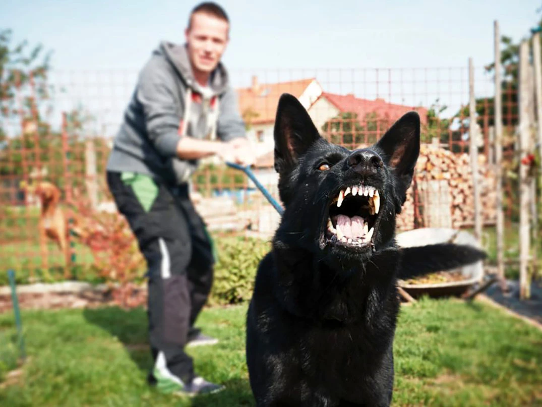 Saldırgan Köpek Nasıl Sakinleştirilir?