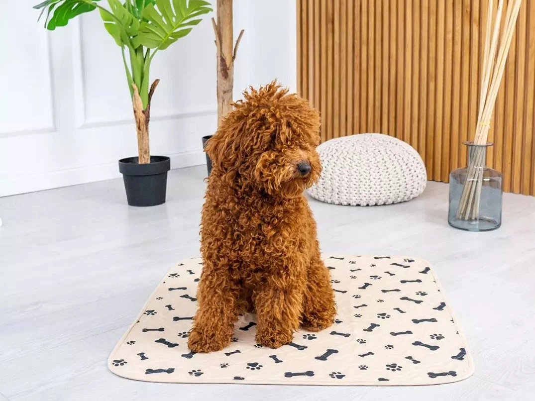 Poodle Tuvalet Eğitimi Nasıl Verilir?