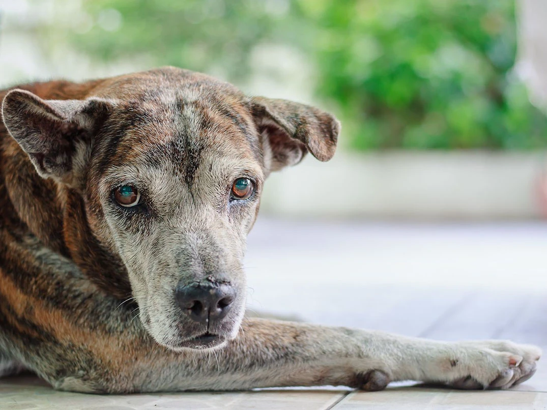 Yaşlı Köpeklerde Görülen Yaygın Hastalıklar