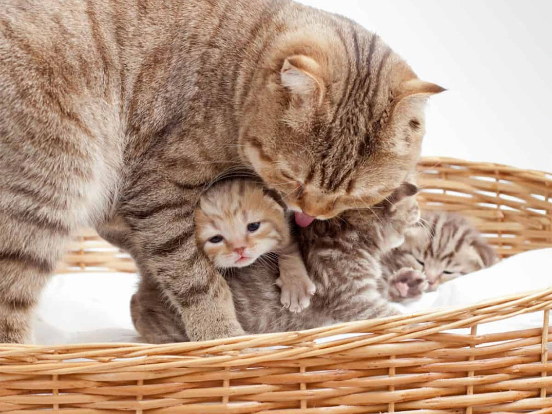 Yavru Kedi Anneden Ne Zaman Ayrılır?