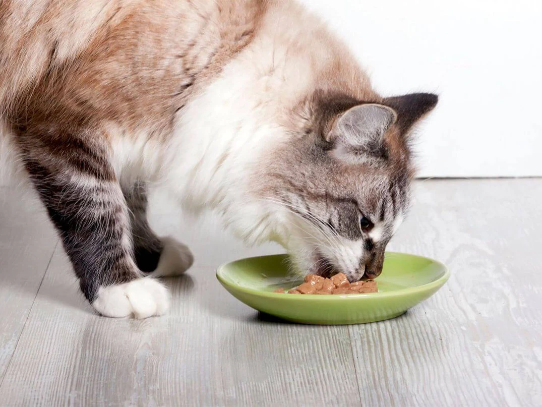 Kediye Her Gün Yaş Mama Verilir mi?