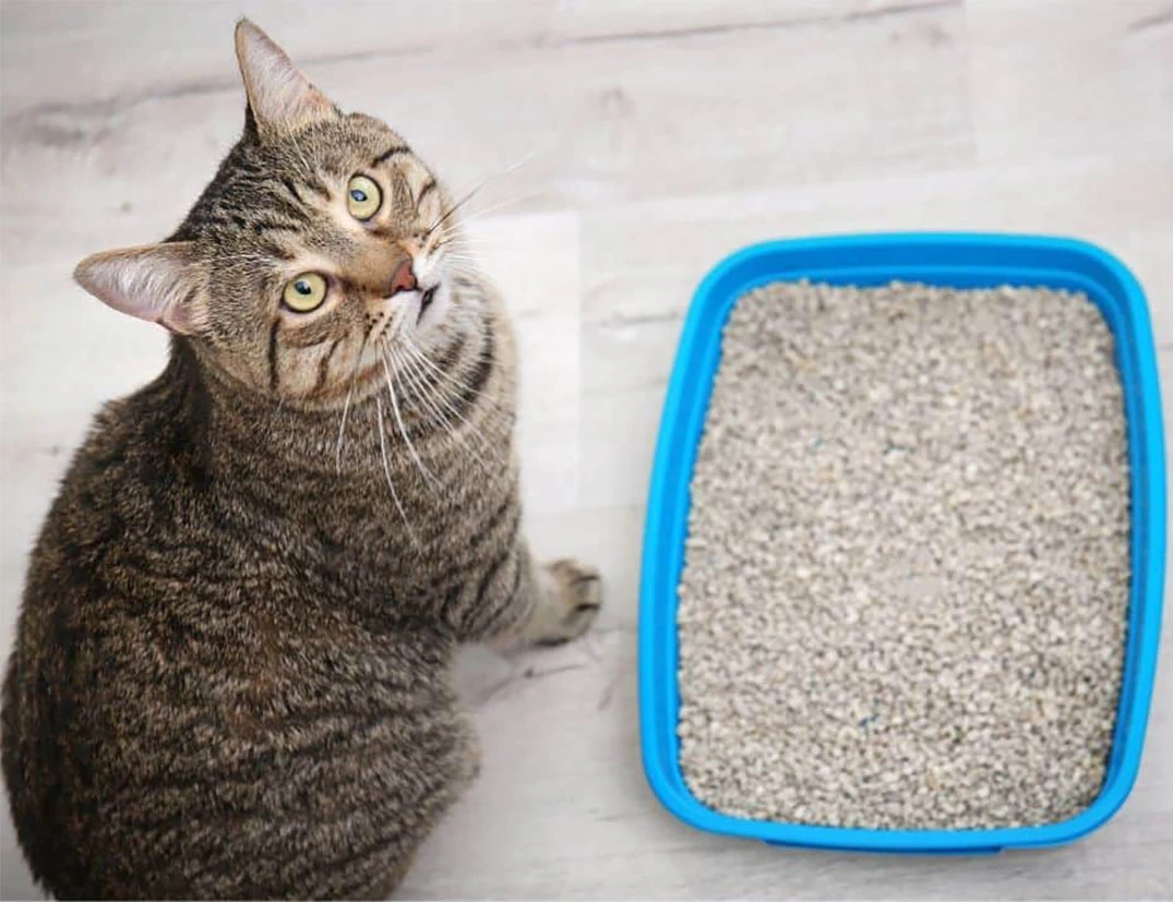 Yavru Kedim Kumunu Yiyor, Ne Yapmalıyım?