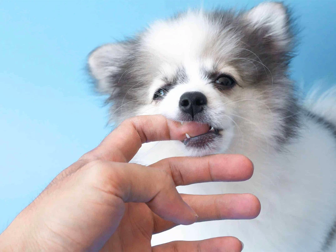 Yavru Köpeğim Çok Saldırganlaştı, Ne Yapmalıyım?