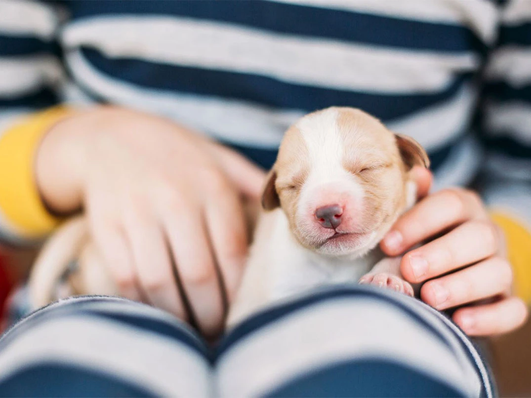 Yavru Köpeklerin Gözü Ne Zaman Açılır?