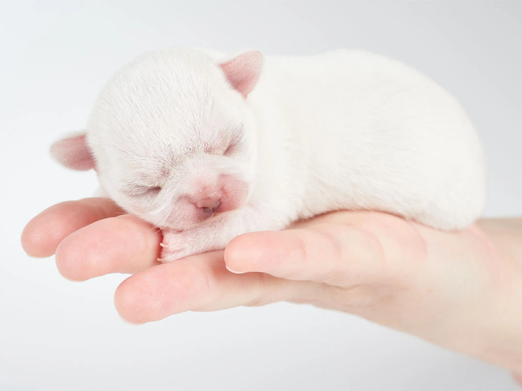 Yeni Doğan Köpek Yavrusu Emmiyor, Ne Yapmalıyım?