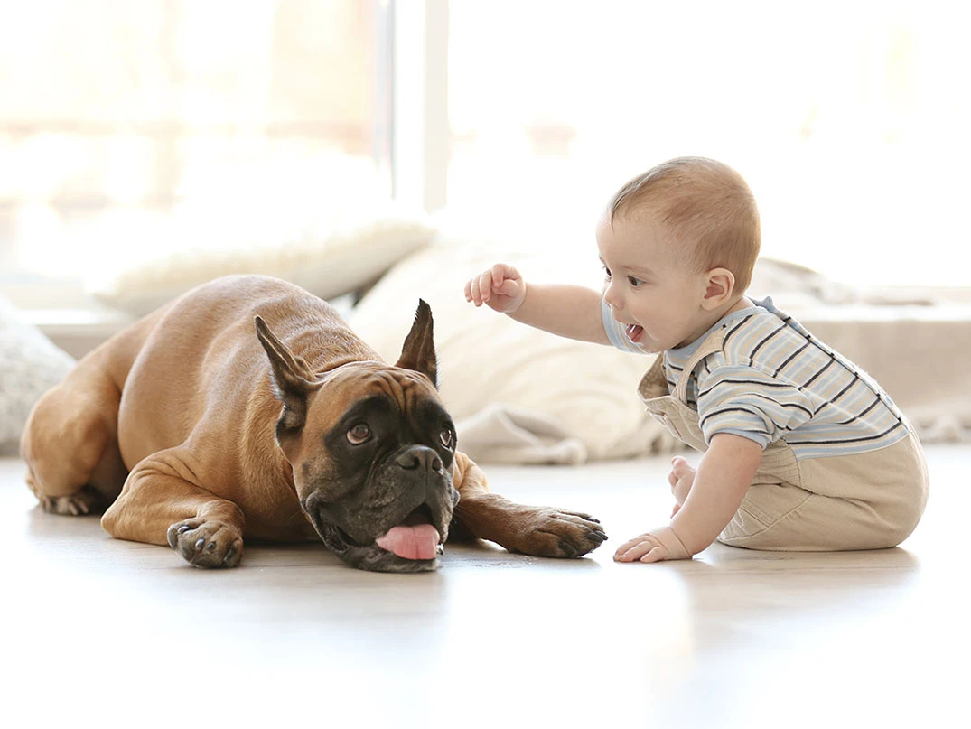 Yeni Doğmuş Bebek ve Köpek Aynı Evde Yaşayabilir mi?
