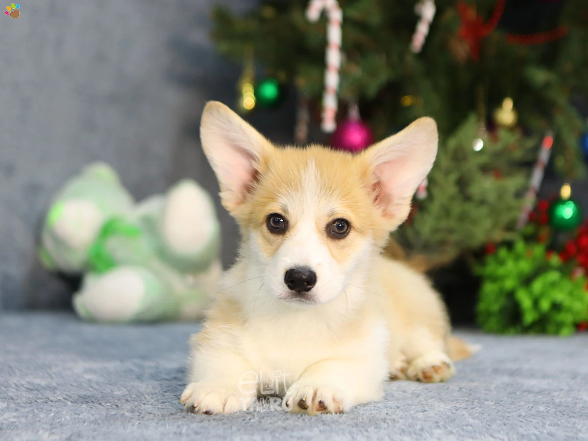 Elit Yavru Çiftliğimizde Dünyaya Gelen Pembroke Welsh Corgi Yavrularımız 3 Aylık Oldular